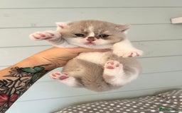 British Shorthair cats for sale: British short hair kittens for sale  - Image 5