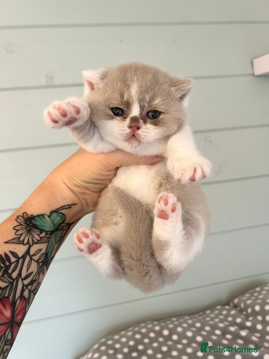 British Shorthair cats for sale: British short hair kittens for sale  - Image 5