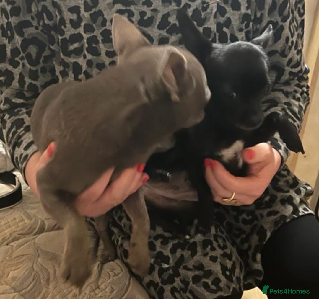 Chihuahua dogs for stud: Kc reg Lilac short coat for stud  in Bedford - Advert 5