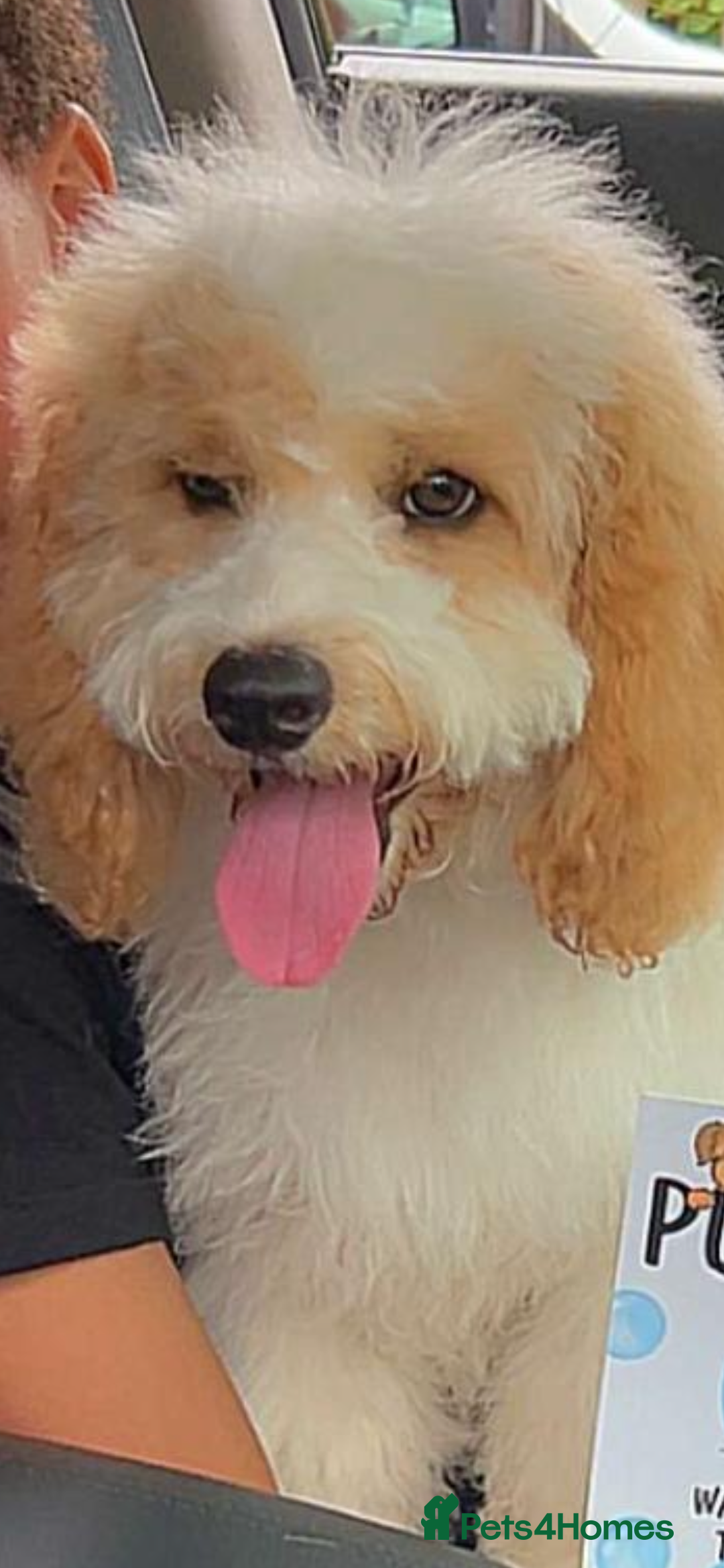 Mixed Breed dogs for sale: Hi my names Marley and I’m looking for a new home! - Advert 3