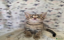 Maine Coon cats for sale: Maine coon x kittens - Image 9