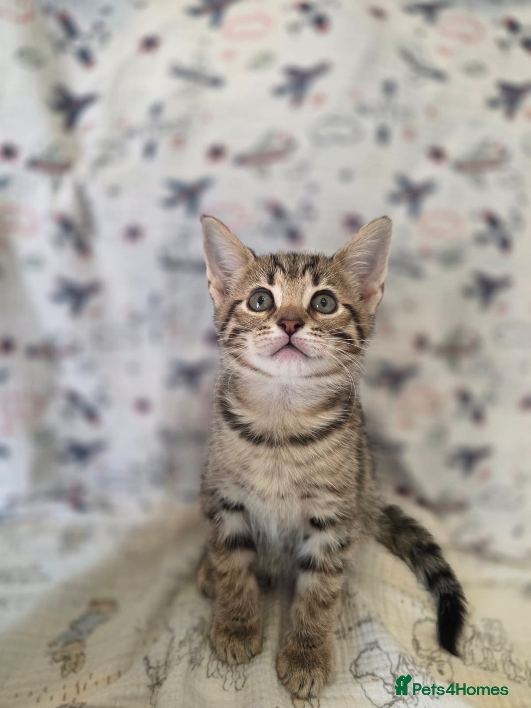 Maine Coon cats for sale: Maine coon x kittens - Image 9