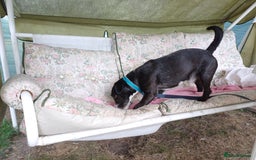Mixed Breed dogs for adoption: Lovely JR & Patterdale BERTIE - for a  Loving Home - Image 13