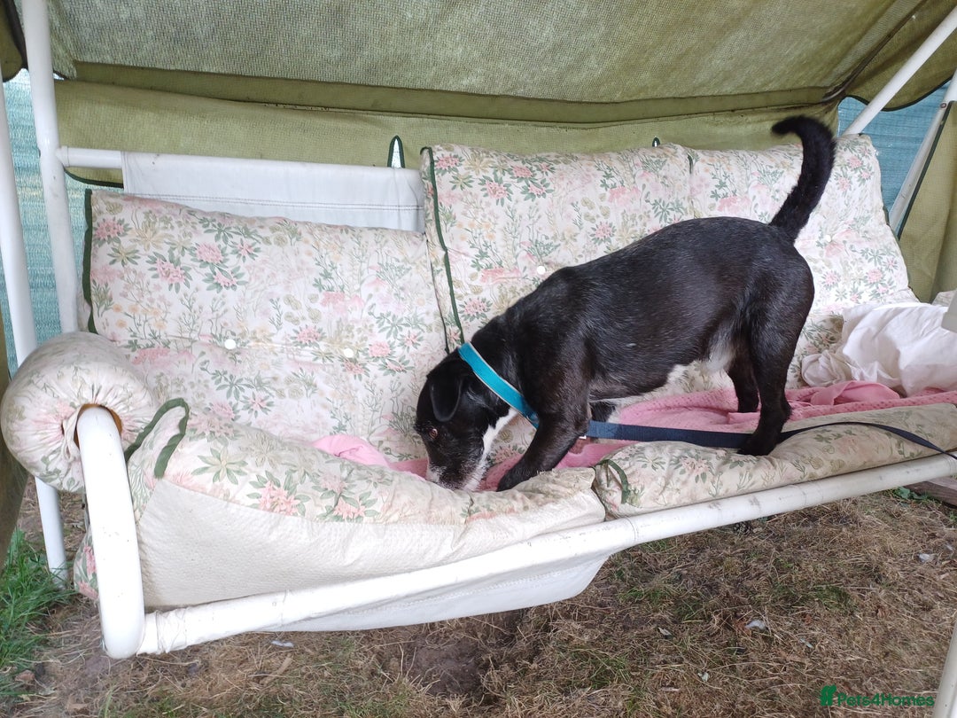 Mixed Breed dogs for adoption: Lovely JR & Patterdale BERTIE - for a  Loving Home - Image 13