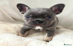 French Bulldog dogs for sale: Fluffy French bull dogs  - Image 5