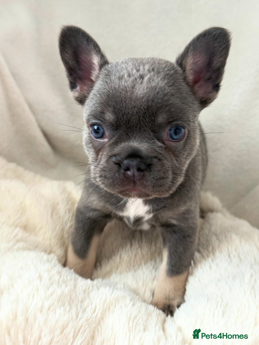 French Bulldog dogs for sale: Fluffy French bull dogs  - Image 5