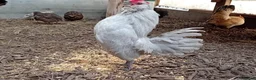 Chickens poultry for sale: Pure Lavender Barbu d’Anvers, Proven Breeding Par - Advert 2