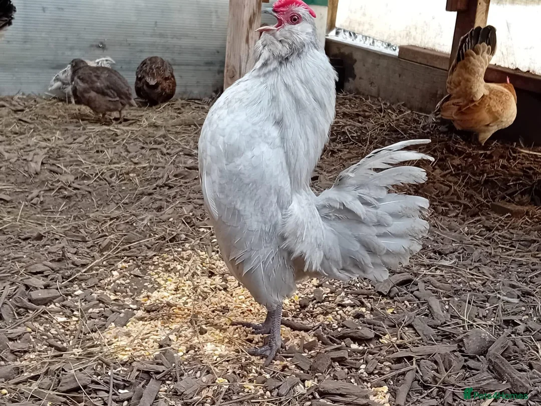 Chickens poultry for sale: Pure Lavender Barbu d’Anvers, Proven Breeding Par - Advert 2