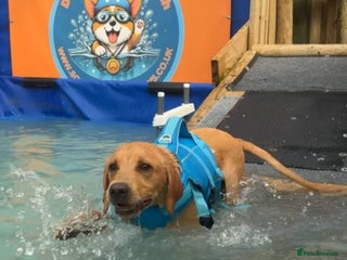 Labrador Retriever dogs - Advert 30