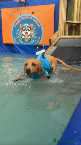 Labrador Retriever dogs - Advert 11