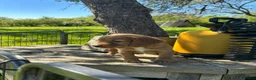 Cocker Spaniel dogs for sale: Ready to leave 2 golden boys  - Advert 7