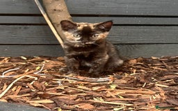 Ragdoll cats for sale: Calico Ragdolls - Image 2