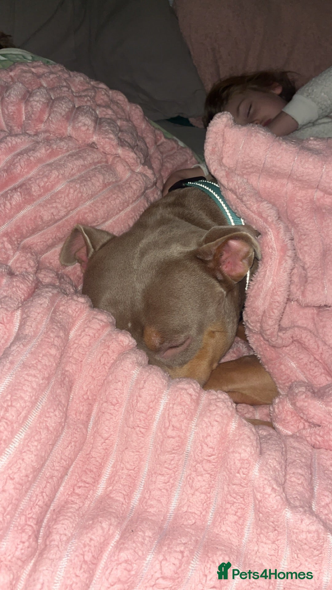 Mixed Breed dogs for sale: Hi my names Luna but mum calls me Tuna! - Advert 6