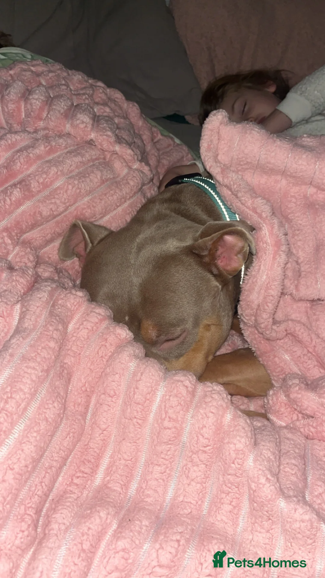 Mixed Breed dogs for sale: Hi my names Luna but mum calls me Tuna! in Bodmin - Advert 1