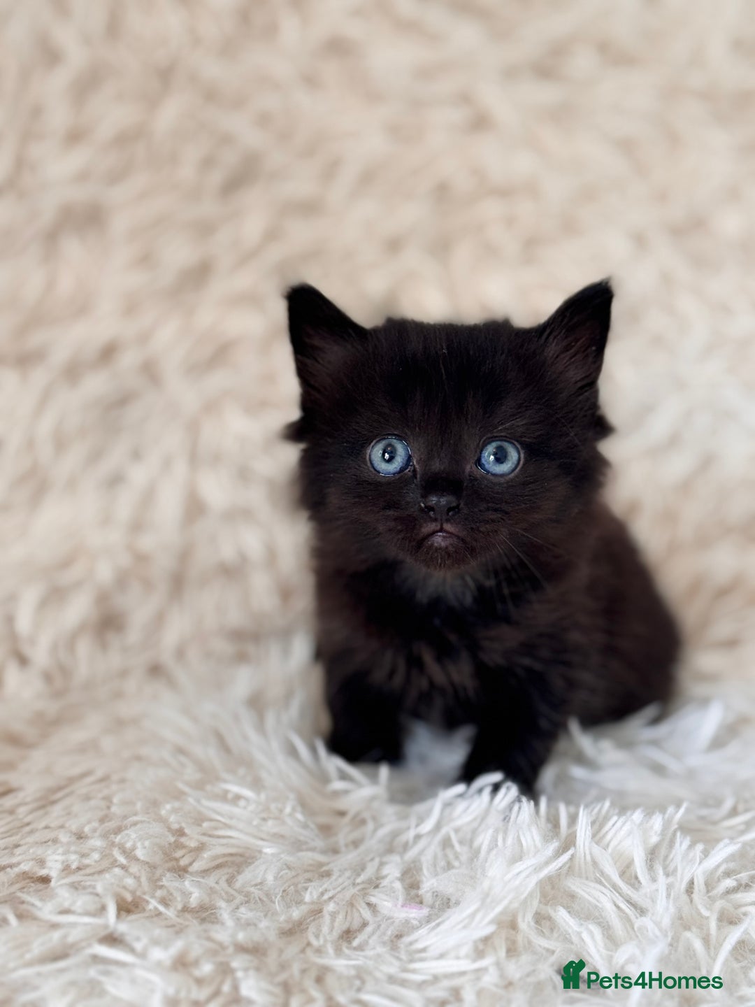 Persian cats for sale: Persian X babies - READY NOW - Image 4