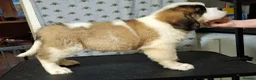 Saint Bernard dogs for sale: Show Quality Saint Bernard's  - Advert 29