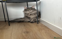 Maine Coon cats for sale: Maine coon  - Image 2