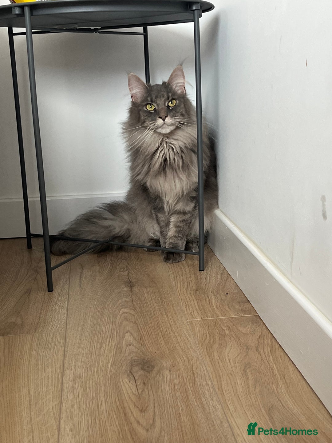 Maine Coon cats for sale: Maine coon  - Image 2