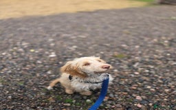 Cockapoo dogs for sale: F1 golden cockerpoo - Image 2