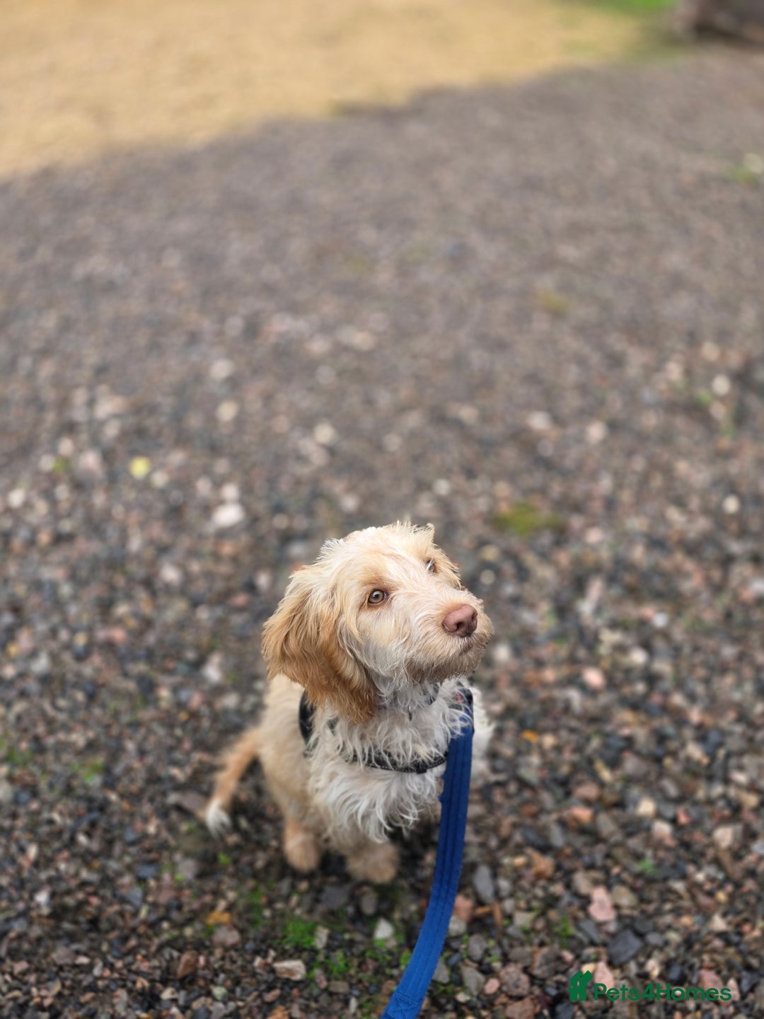 Cockapoo dogs for sale: F1 golden cockerpoo - Image 2