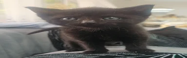Persian 6