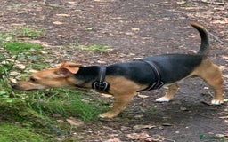Jack Russell dogs for stud: Stud Available – Jack Russell Terrier - Image 2