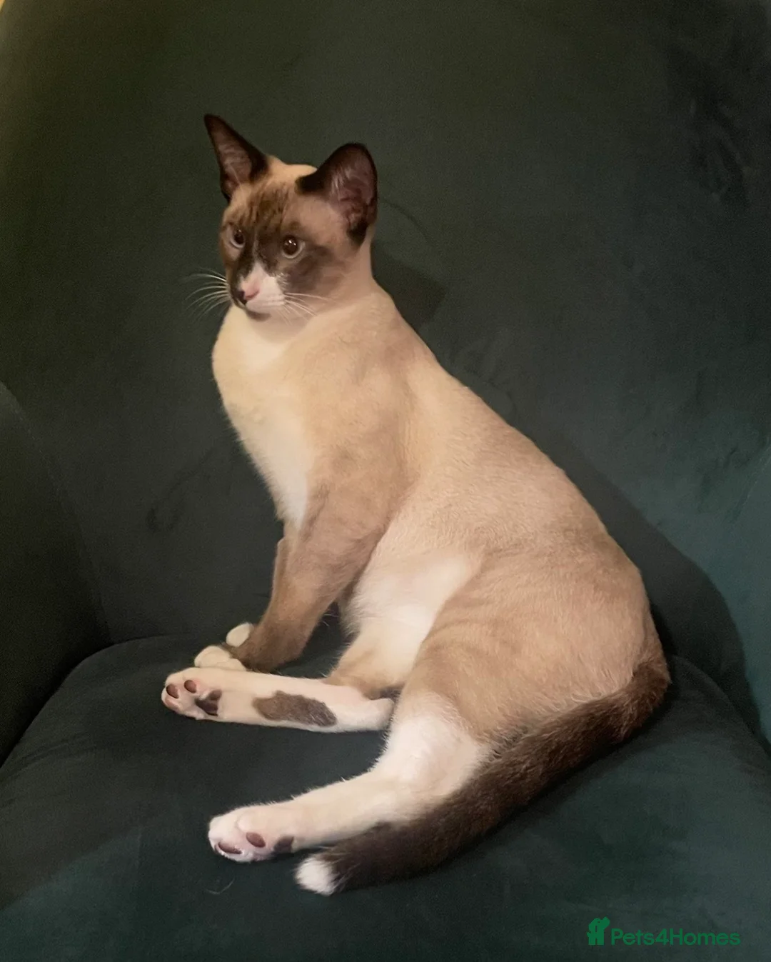 Tonkinese cats for sale: Adult Tonkinese Male - Advert 2