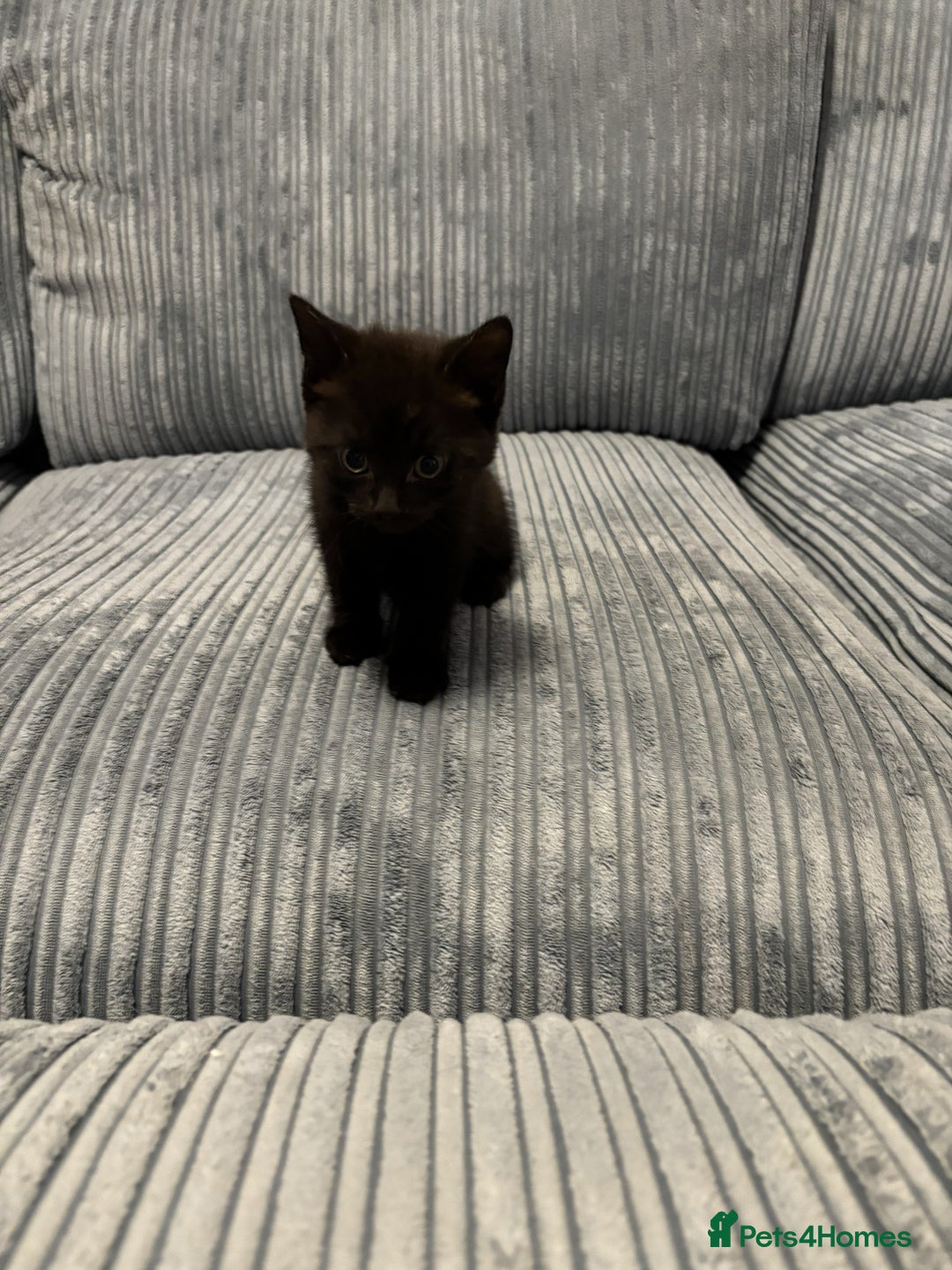 Mixed Breed cats for sale: Adorable Kittens for Sale - Advert 10