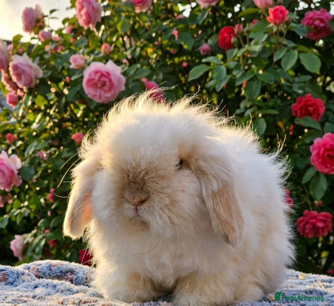 Angora rabbits for sale: Teddywidder bunnies - Advert 1