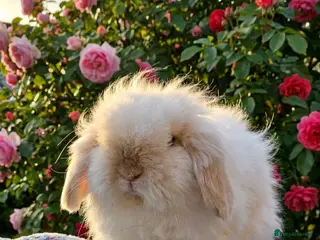 Angora rabbits Teddywidder bunnies - Advert 9