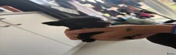 Mixed Breed dogs for sale: 3 beautiful chihuahua cross pups  - Advert 8