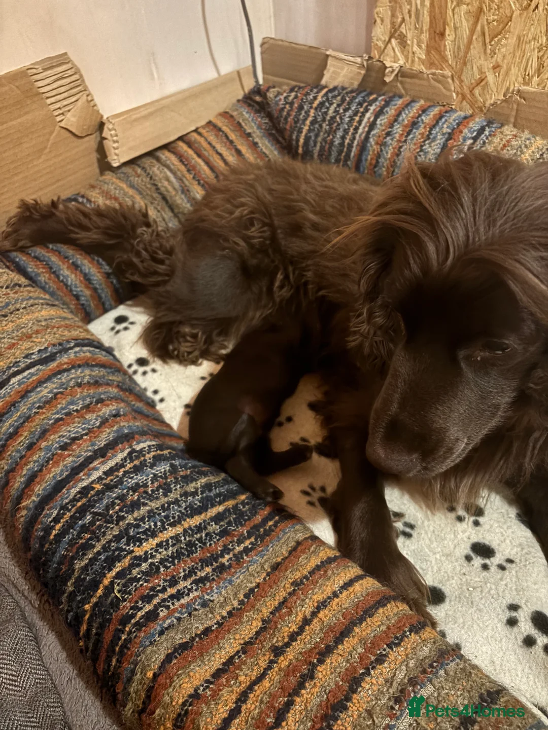 Cocker Spaniel dogs for sale: Gorgeous working cocker spaniel pups. 2 left.  - Advert 2