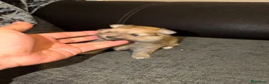 Pomeranian 2