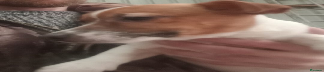 Jack Russell Puppy 2