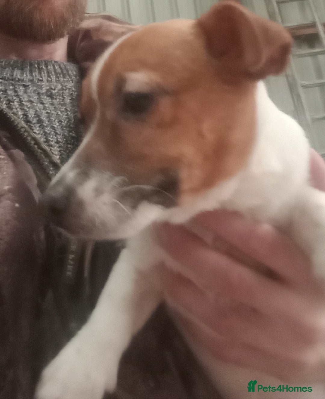 Jack Russell dogs for sale: Jack Russell Puppies - Advert 5