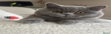 British Shorthair cat 