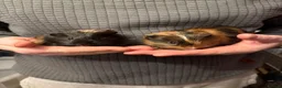 Guinea Pig rodents for sale: Our last 2 boys looking for their forever homes - Advert 2
