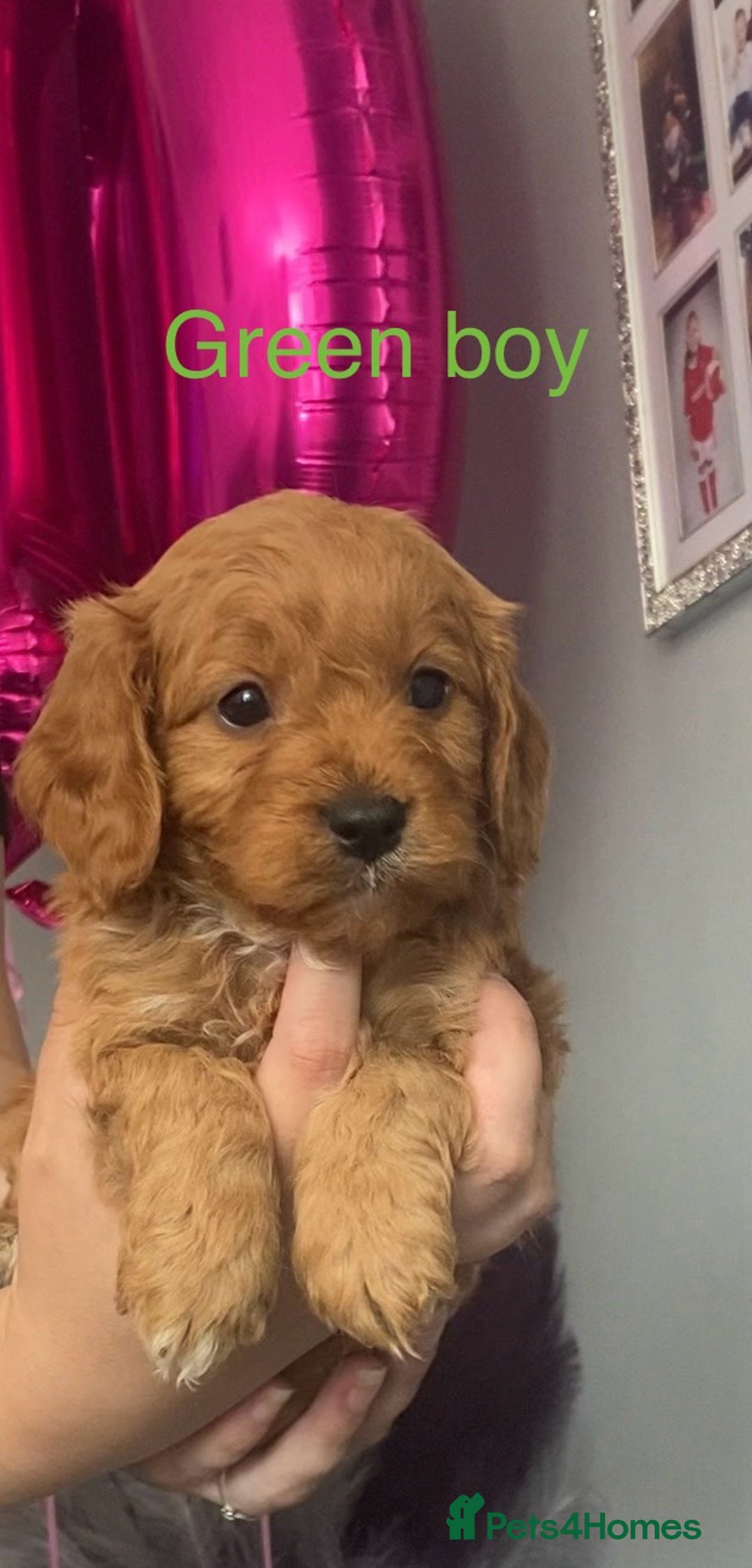 Cavapoo dogs for sale: **Beautiful Cavapoo pups** - Image 9