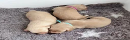 Miniature Dachshund dogs for sale: Stunning Cream Miniature Dachshund Girls  - Advert 9