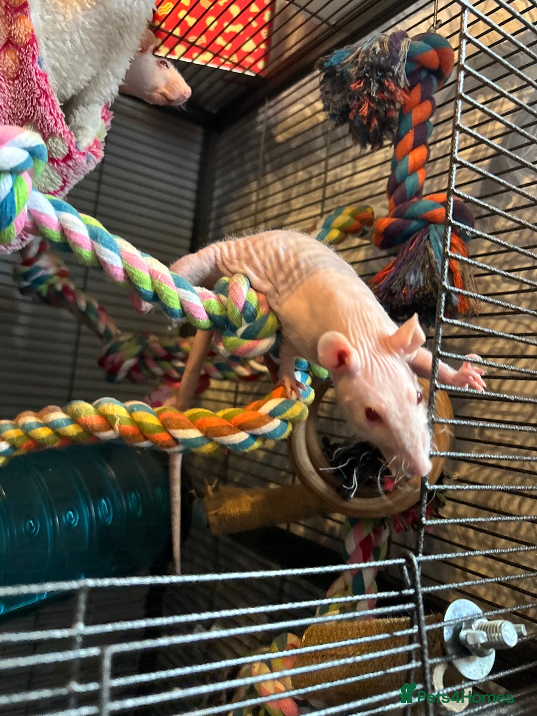 Rat rodents for sale: Hairless rats  - Image 4