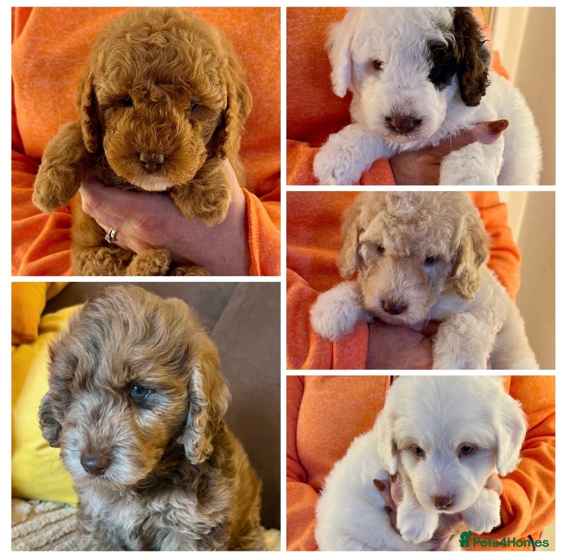 Labradoodle dogs READY NOW! Labradoodles F1b Health tested parents  - Advert 1