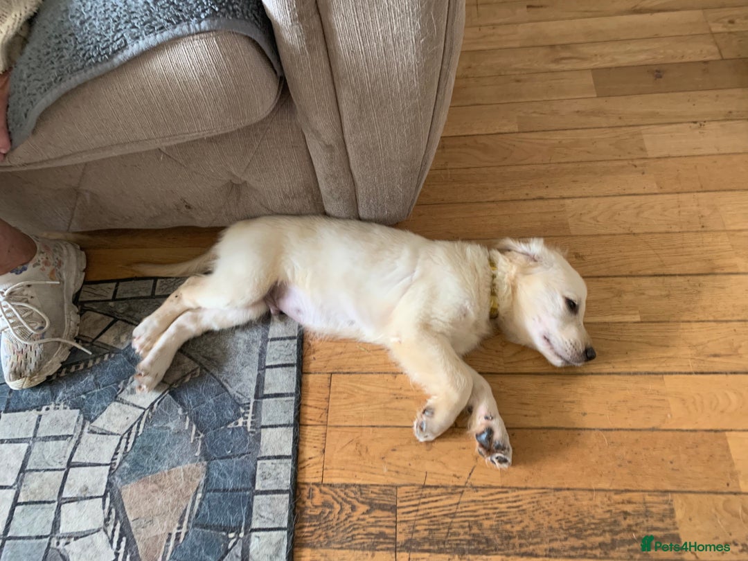 Golden Retriever dogs for sale: Pedigree golden retriever pups - Image 1