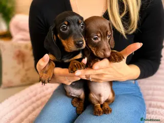 Miniature Dachshund dogs Look!!! Miniature Dachshund Puppy -KC Registered - Advert 6