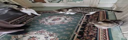 Mixed Breed cats for sale: Tabby Cats 4 Sale in Barking - Advert 4