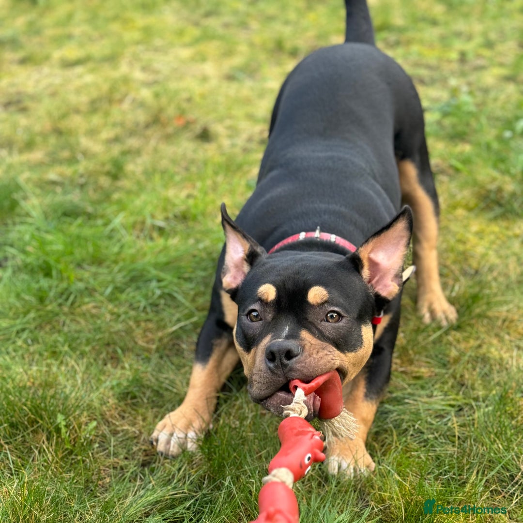 American Bully dogs for sale: Abkc Reg Female American Pocket Bully - Advert 3