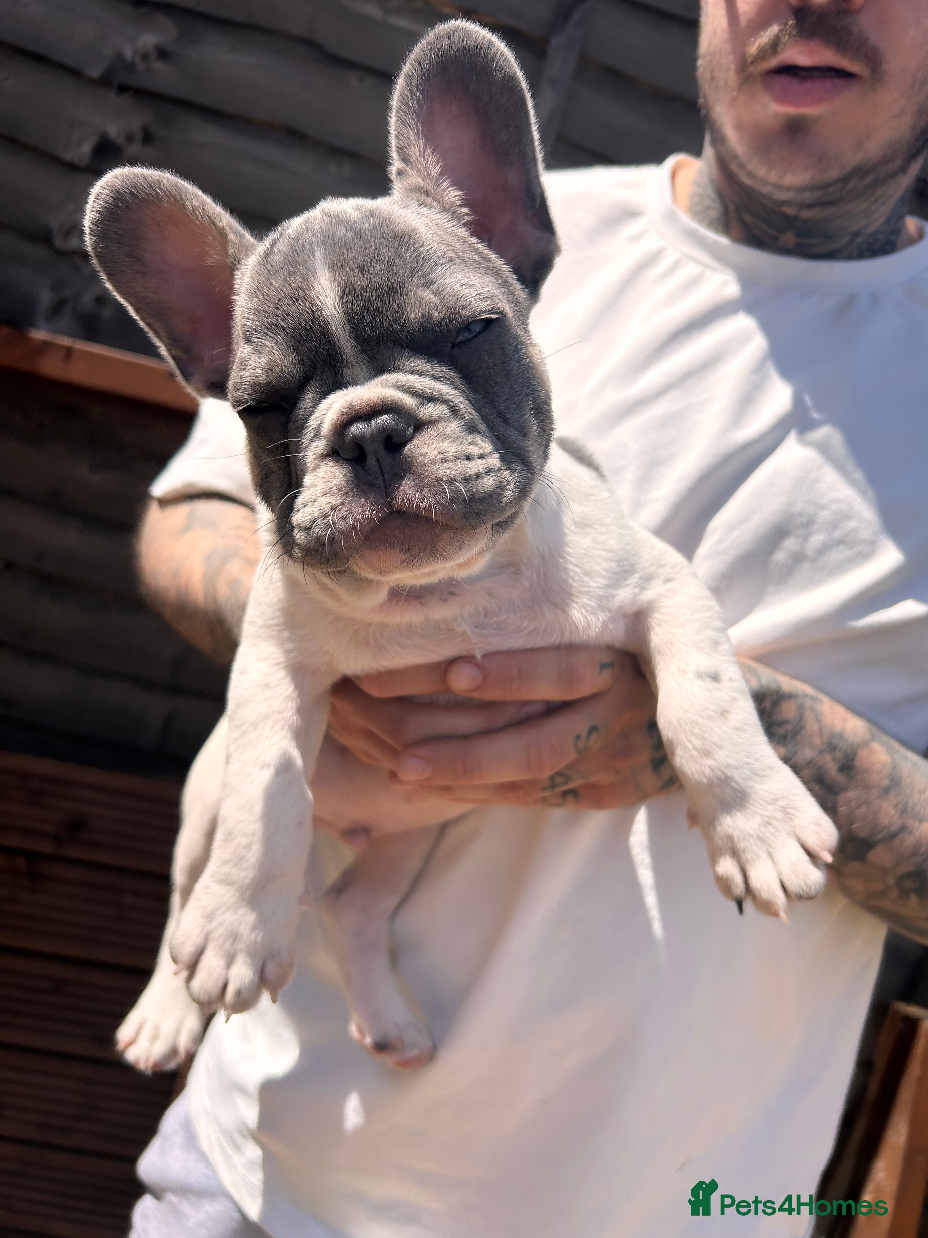 French Bulldog dogs for sale: DWKC French bulldog puppies  - Advert 4