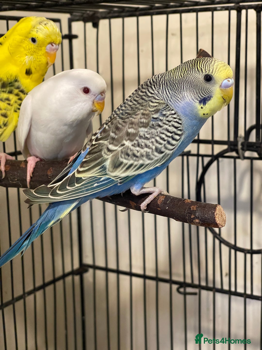 Budgerigars birds for sale: Budgies  - Advert 11