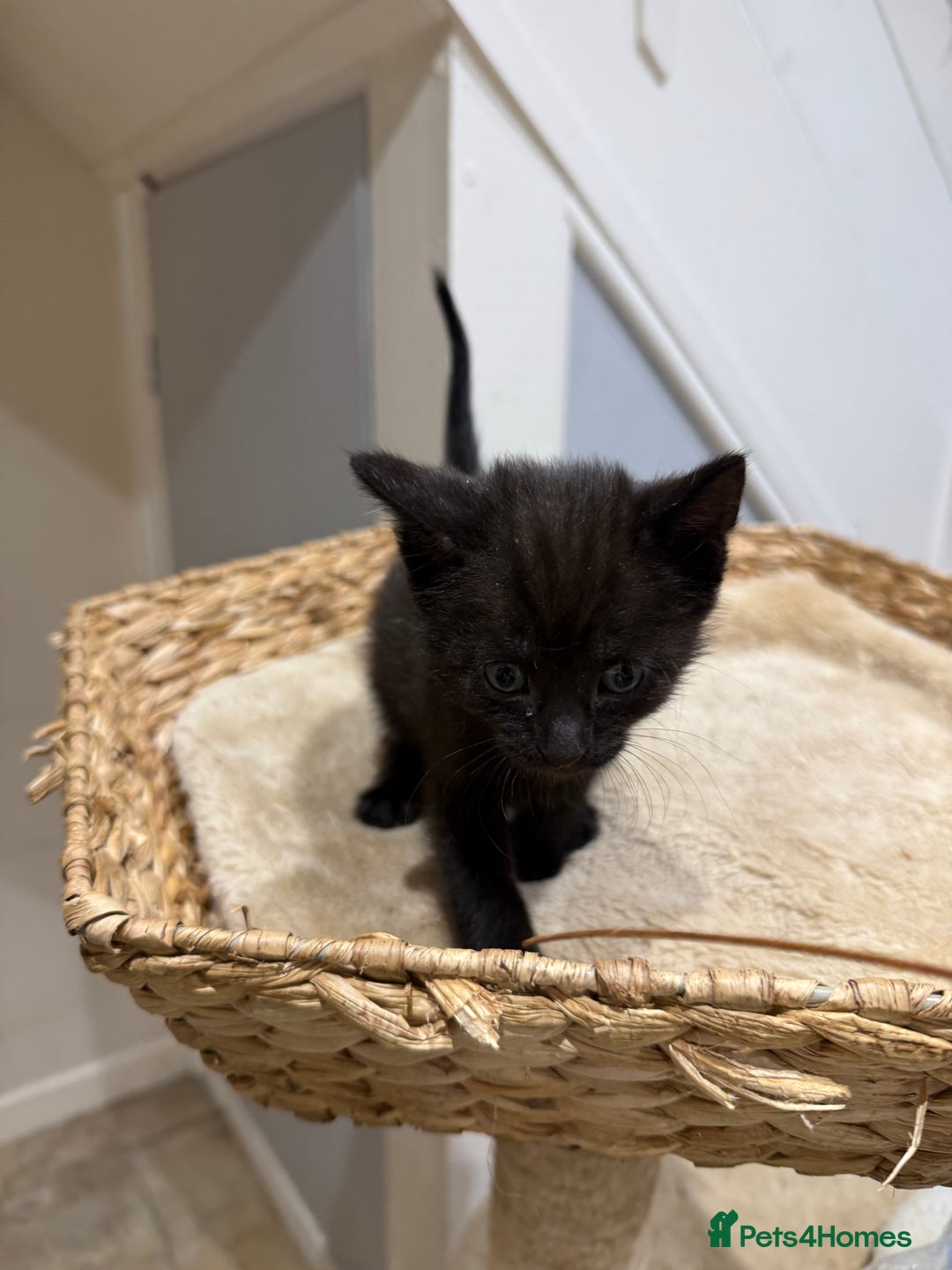 Mixed Breed cats for sale: Beautiful kittens for sale - Image 6