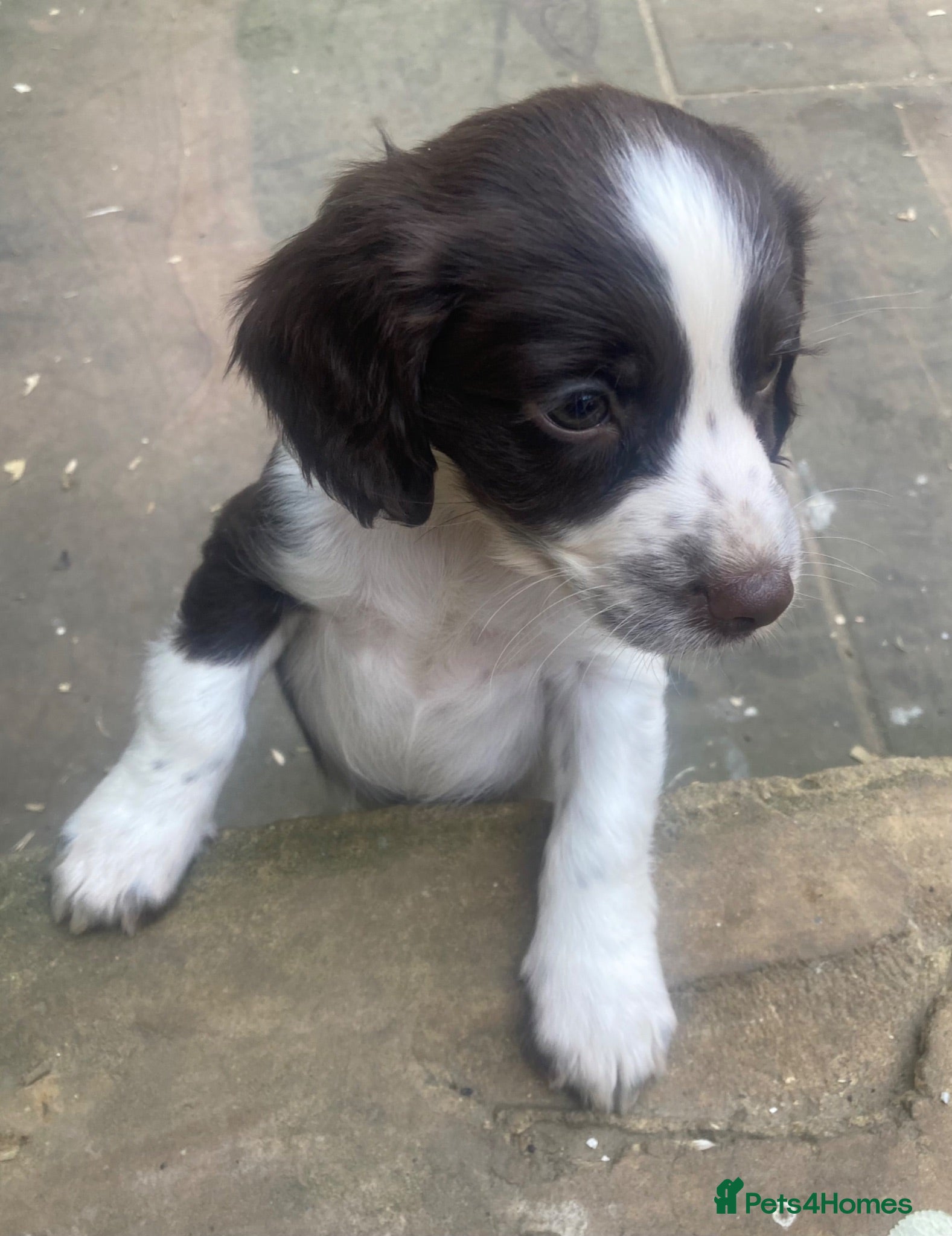 Cocker Spaniel dogs Working cocker spaniel puppy’s  - Advert 1