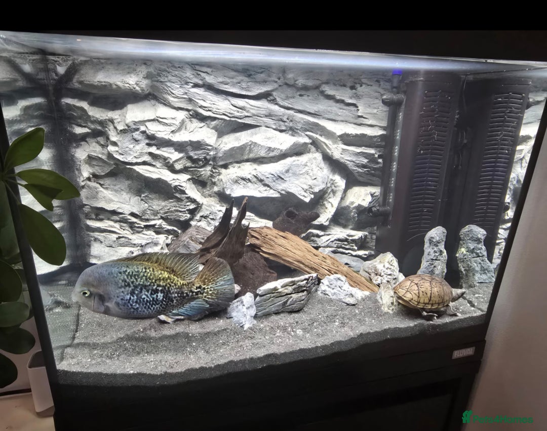 Cichlids fish for sale: Vieja Cichlid Fish - Advert 7
